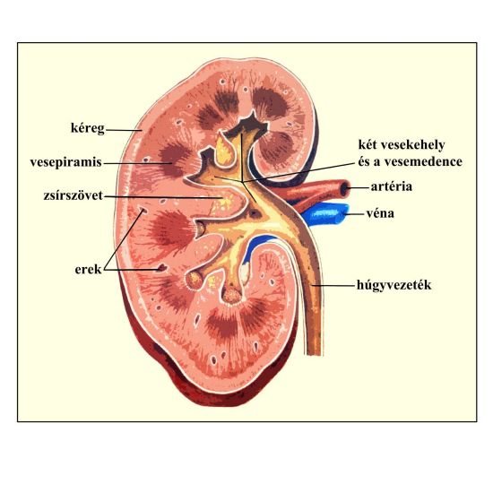 Anyagcsere folyamatok – A vese működése
